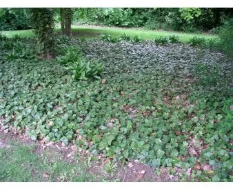 Storbladig murgröna som marktäckare
