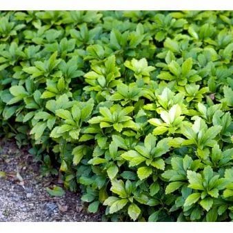 Städsegrön vinterglans